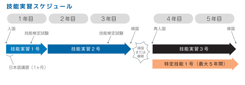 技能実習スケジュール